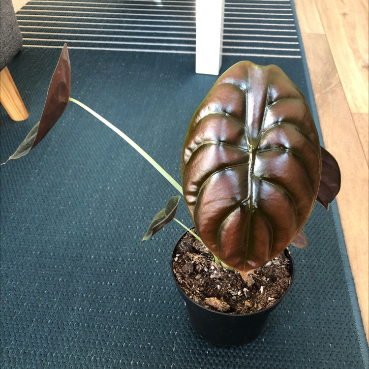 Alocasia ‘Red Secret’ plant in a small pot with glossy, dark red leaves.