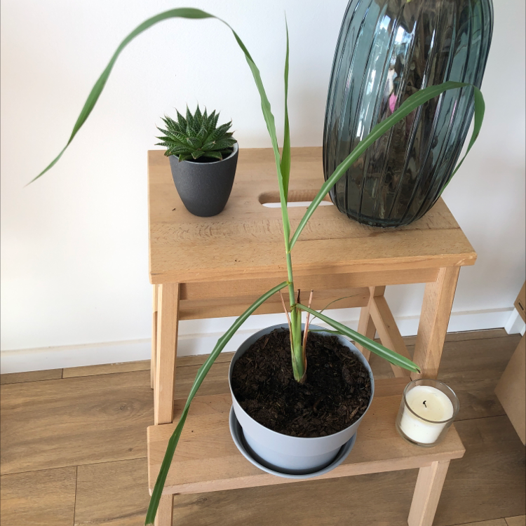 🍋 Best Soil Potting Mix for Lemon Grass