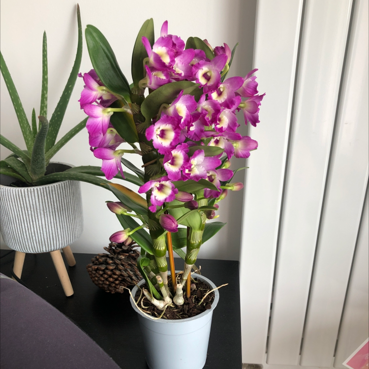 Potted Noble Dendrobium orchid with vibrant purple flowers, healthy leaves, and visible soil.