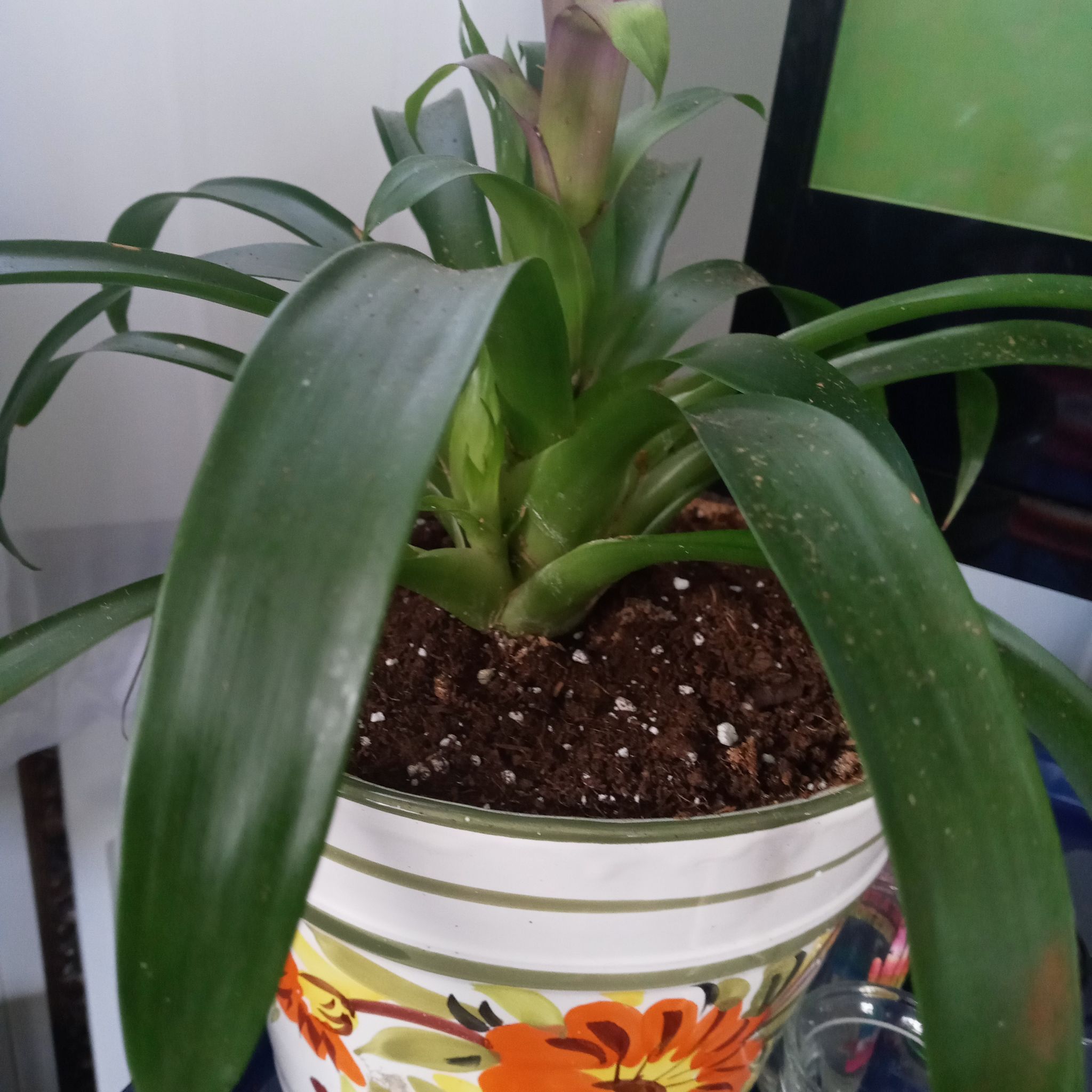 Photo of the plant species Aechmea fasciata 'Primera' by @AfroLadyD named Bromi on Greg, the plant care app