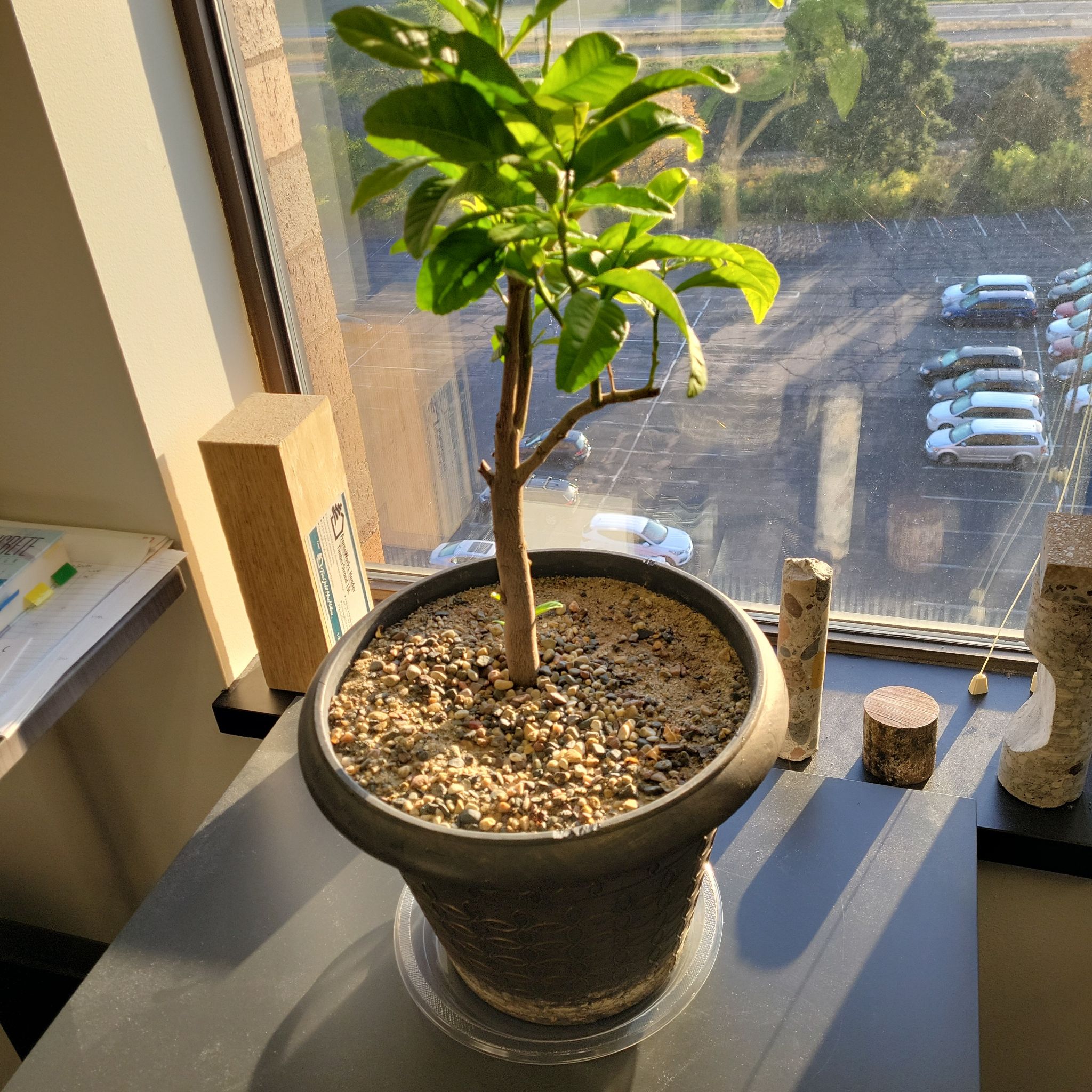 Photo of the plant species Citrus medica by @MaestroWildyam named Lenny the Lenon tree on Greg, the plant care app