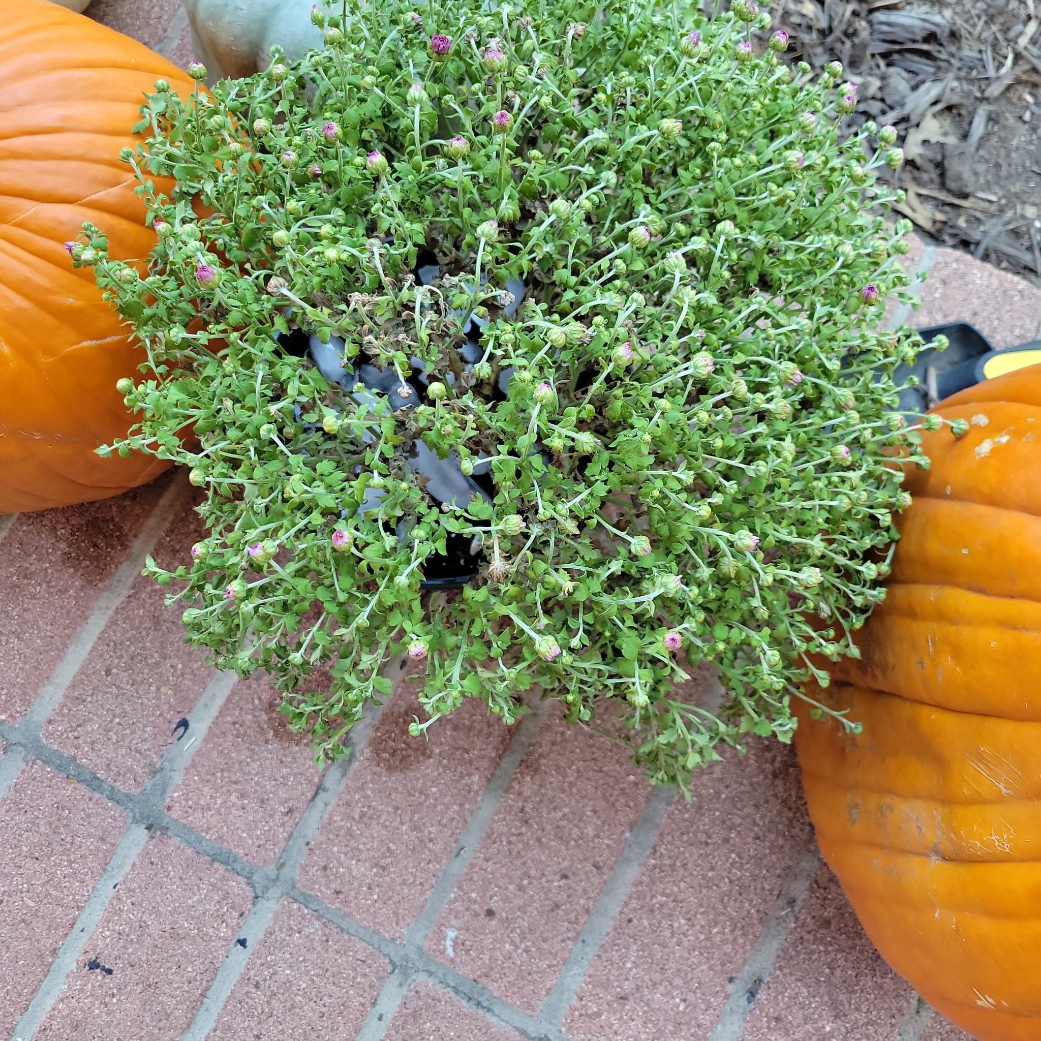 Chrysanthemum plant between two pumpkins on a brick surface.