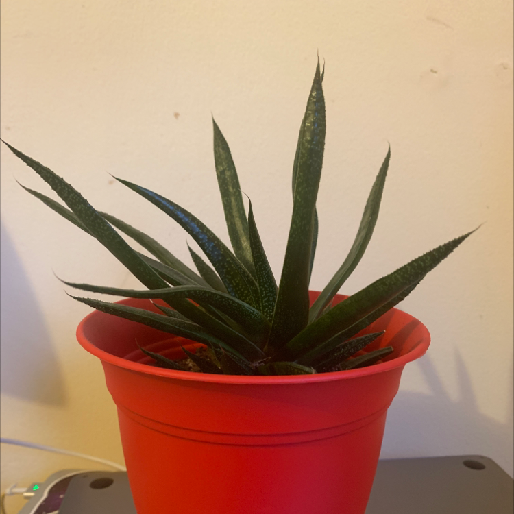 Photo of the plant species Gasterolea 'Midnight' by @MomOfAllCapes named Spikie-novella on Greg, the plant care app