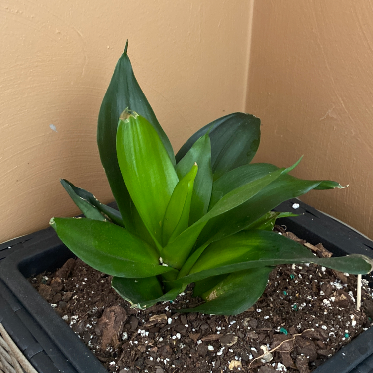 Bird's Nest Snake Plant in a pot with visible soil and vibrant green leaves.