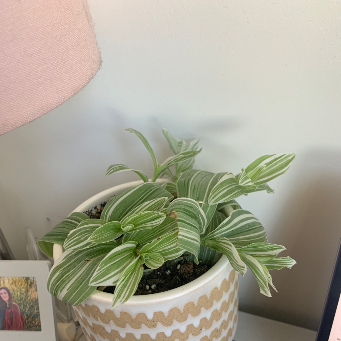 Healthy small-leaf spiderwort plant with striped green leaves in a decorative white and gold pot, on a wooden shelf with art in background.