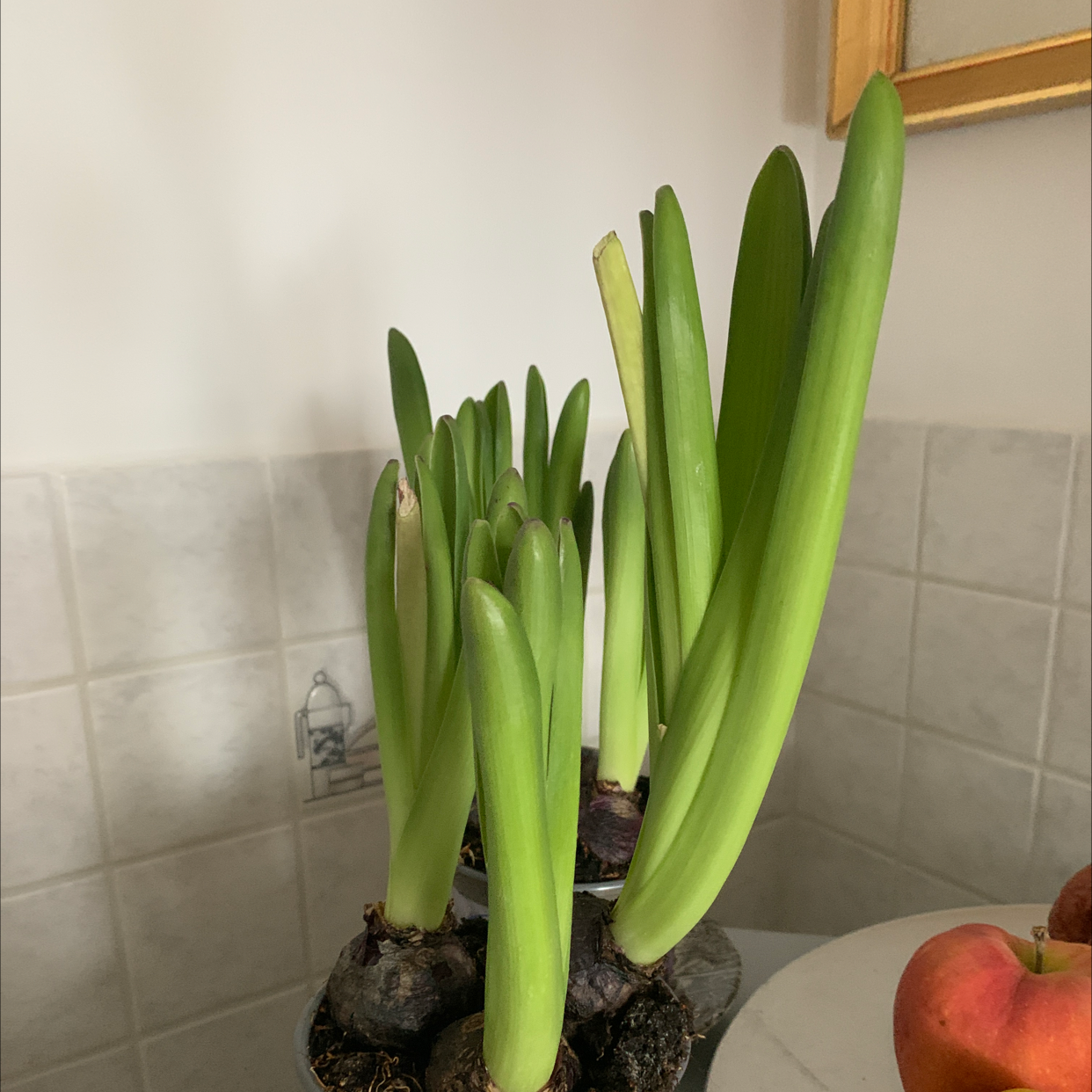 Garden Hyacinth plant with multiple green shoots emerging from bulbs.