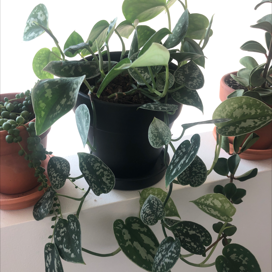 Healthy Satin Pothos plant with shiny, dark green leaves featuring silver variegation, growing in a black nursery pot.