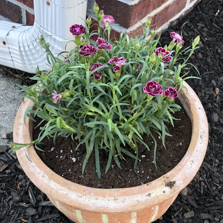 Potted Border Carnation plant with blooming flowers, healthy leaves, and visible soil.