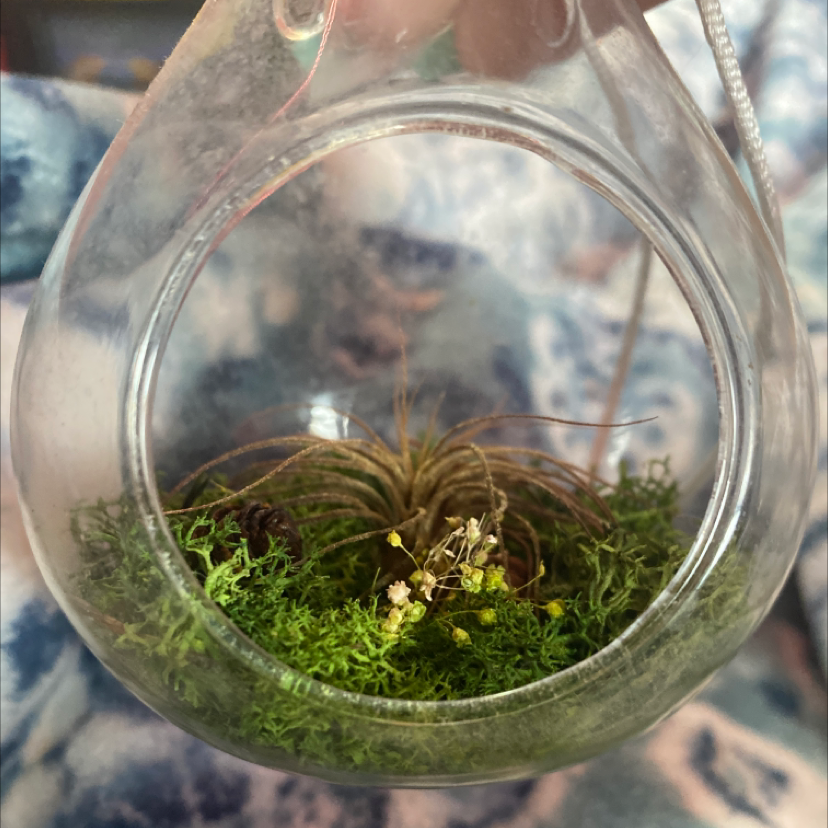 Broom Forkmoss plant inside a glass terrarium with small flowers visible.