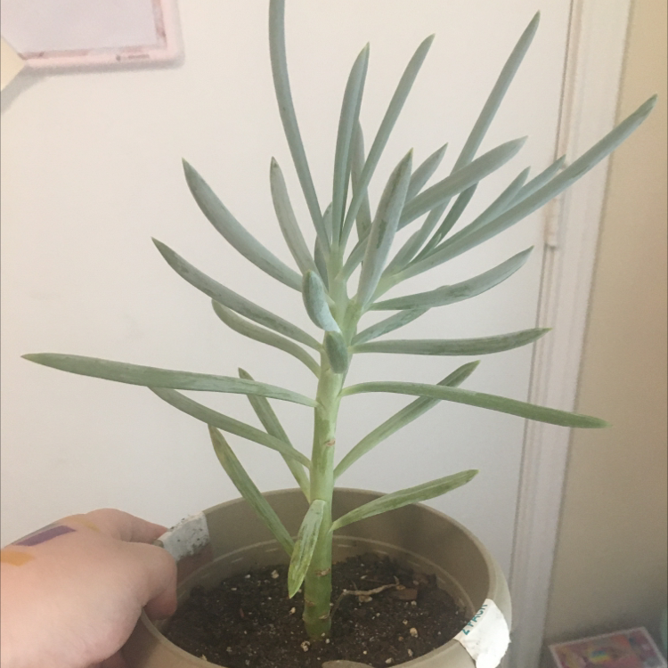 Photo of the plant species Narrow-Leaf Chalk Sticks by @WormsInATrenchcoat named Donner on Greg, the plant care app