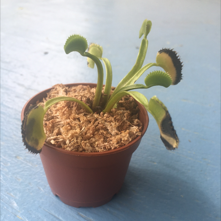 Red Piranha plant photo by @WormsInATrenchcoat named Plato on Greg, the plant care app.