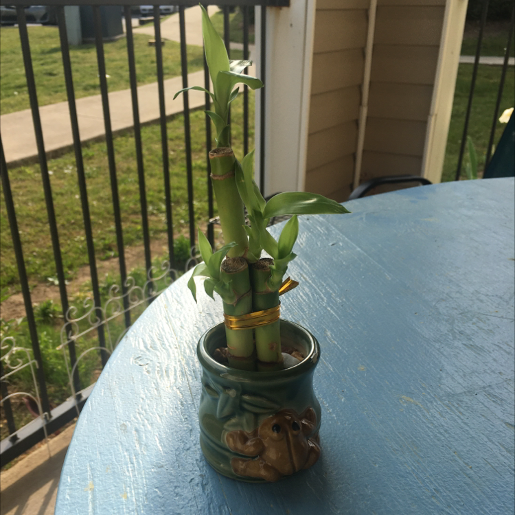 Photo of the plant species Lucky Bamboo by @WormsInATrenchcoat named Medusa on Greg, the plant care app