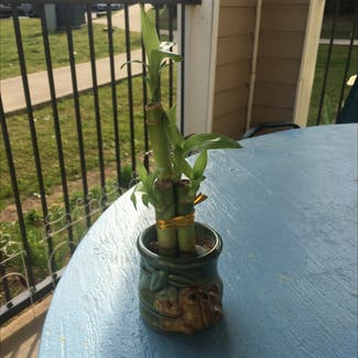 Lucky Bamboo plant in Cleveland, Tennessee