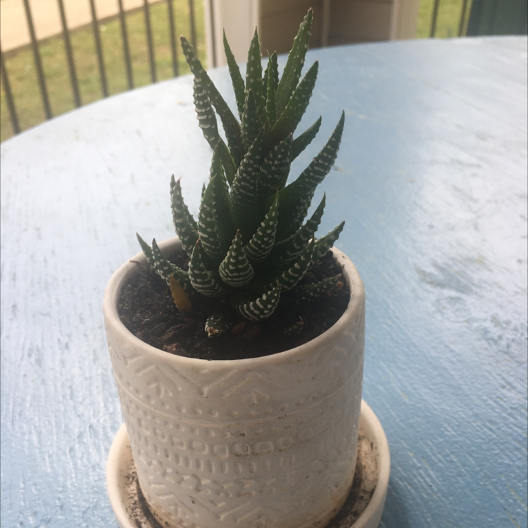 Zebra Plant plant photo by @WormsInATrenchcoat named Prancer on Greg, the plant care app.