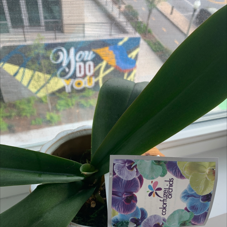 A potted plant with broad green leaves and a colorful label, seen near a window with a mural in the background.