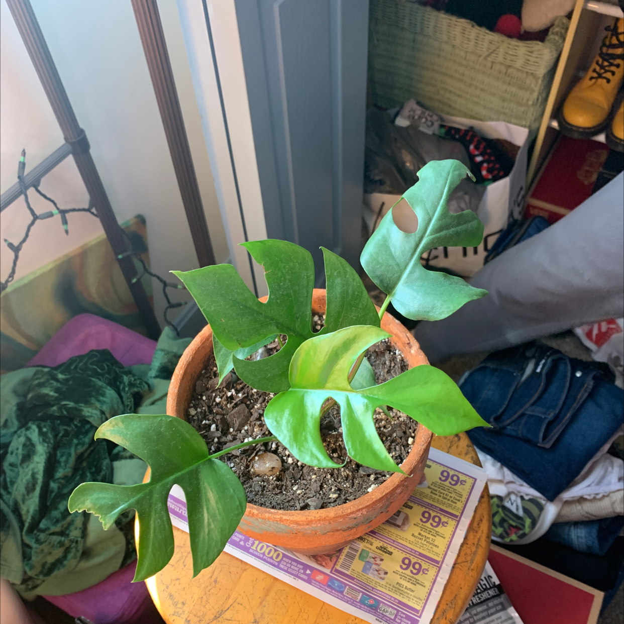 Mini Monstera plant photo by @notgwendolyn named The Comeback!! on Greg, the plant care app.