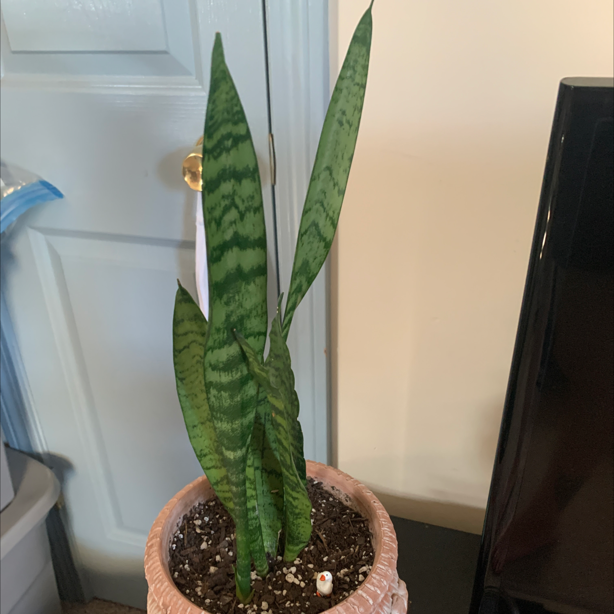 Snake Plant plant photo by @notgwendolyn named Snake man on Greg, the plant care app.