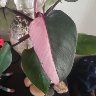 Pink Princess Philodendron plant in Tampa, Florida