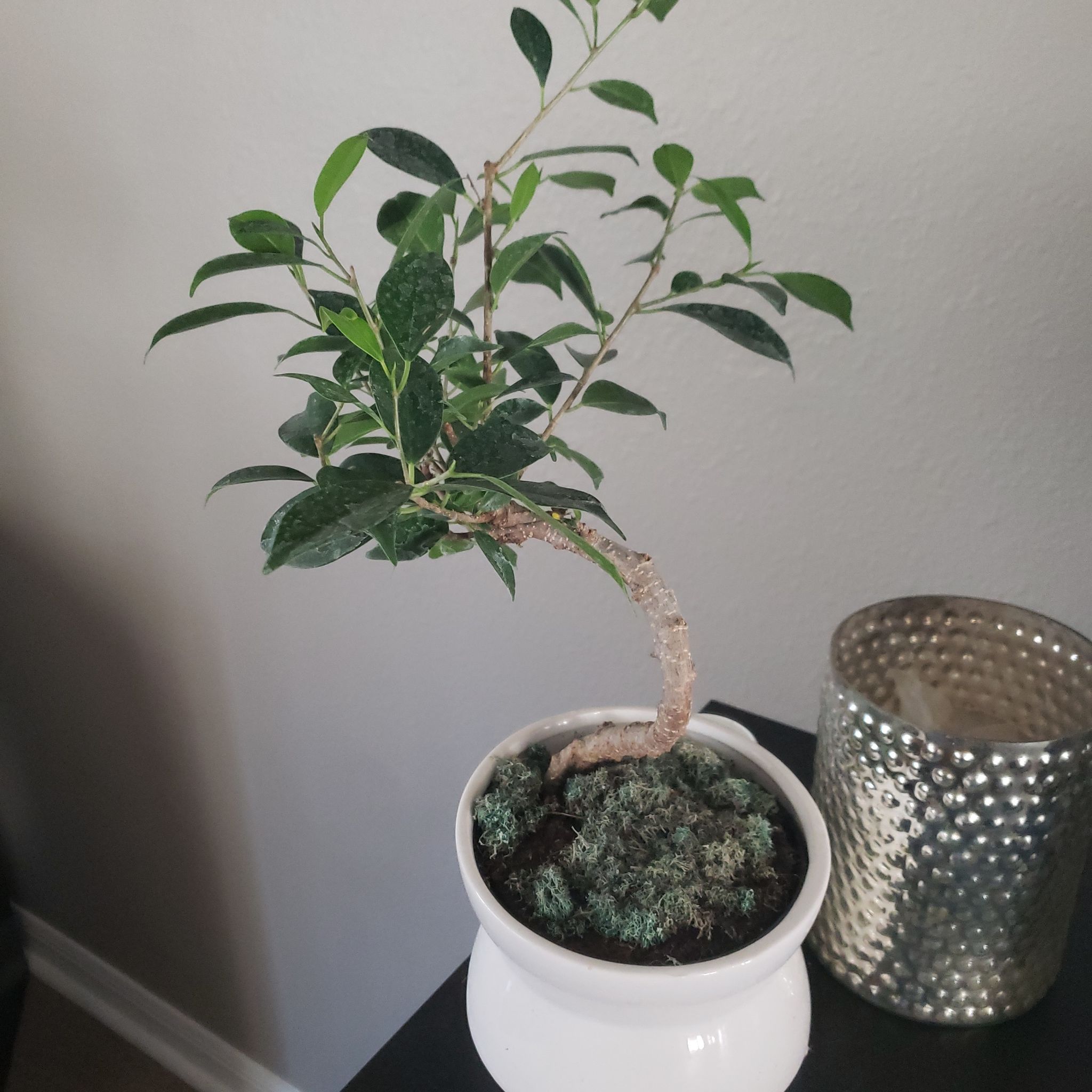 Photo of the plant species Ficus Ginseng by @KeySnowdrop named Ficus bonsai on Greg, the plant care app