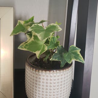 English Ivy plant in Tampa, Florida
