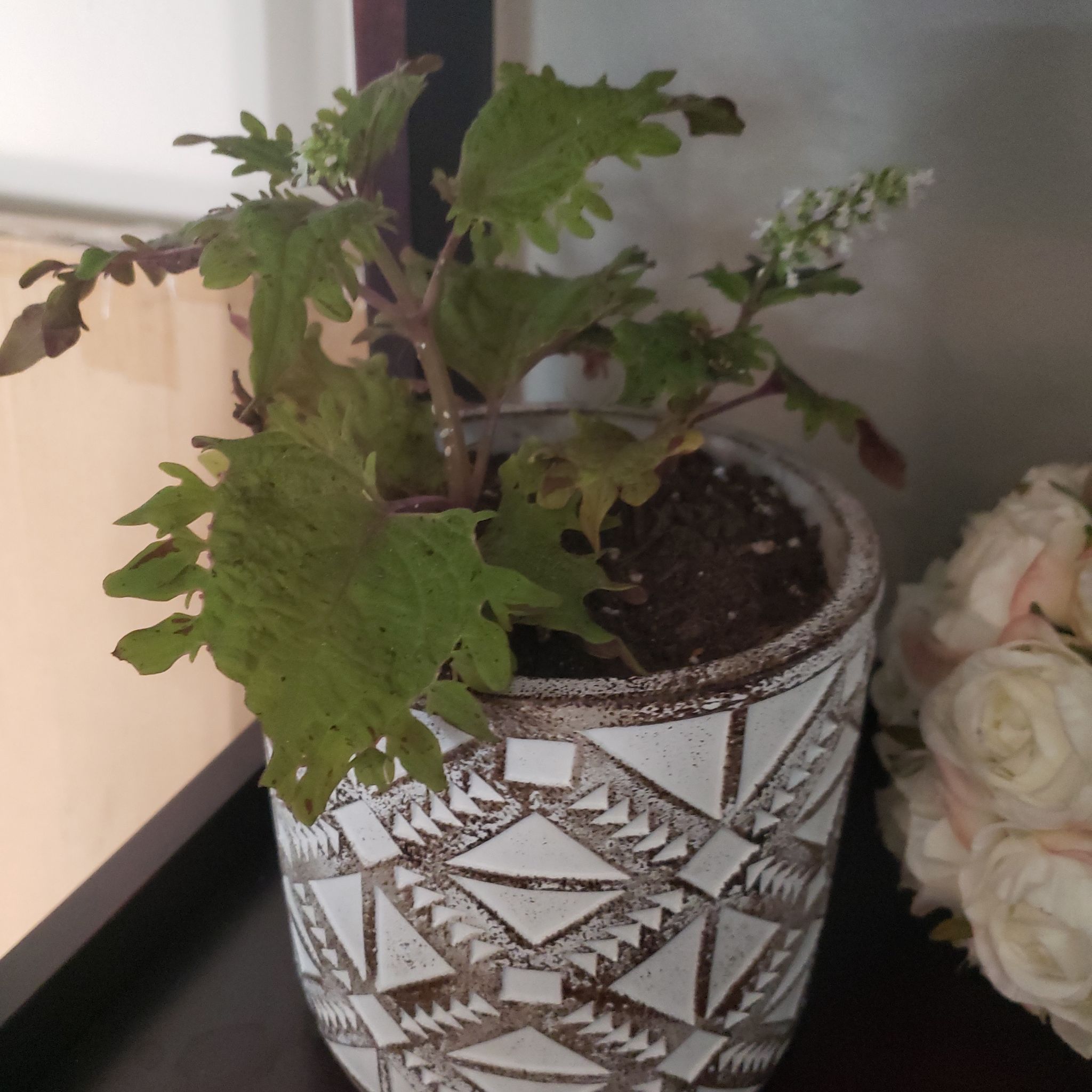 Photo of the plant species Hardy Begonia by @KeySnowdrop named Begonia on Greg, the plant care app