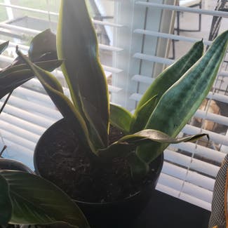 Snake Plant plant in Tampa, Florida
