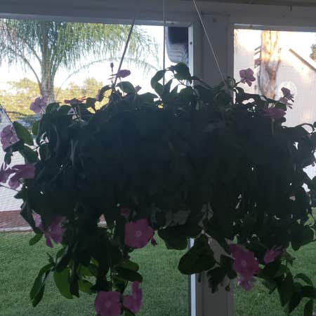 Photo of the plant species Impatiens by Keysnowdrop named Impatiens on Greg, the plant care app