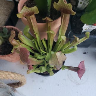 Purple Pitcher Plant plant in Tampa, Florida