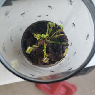 Venus Fly Trap plant in Tampa, Florida