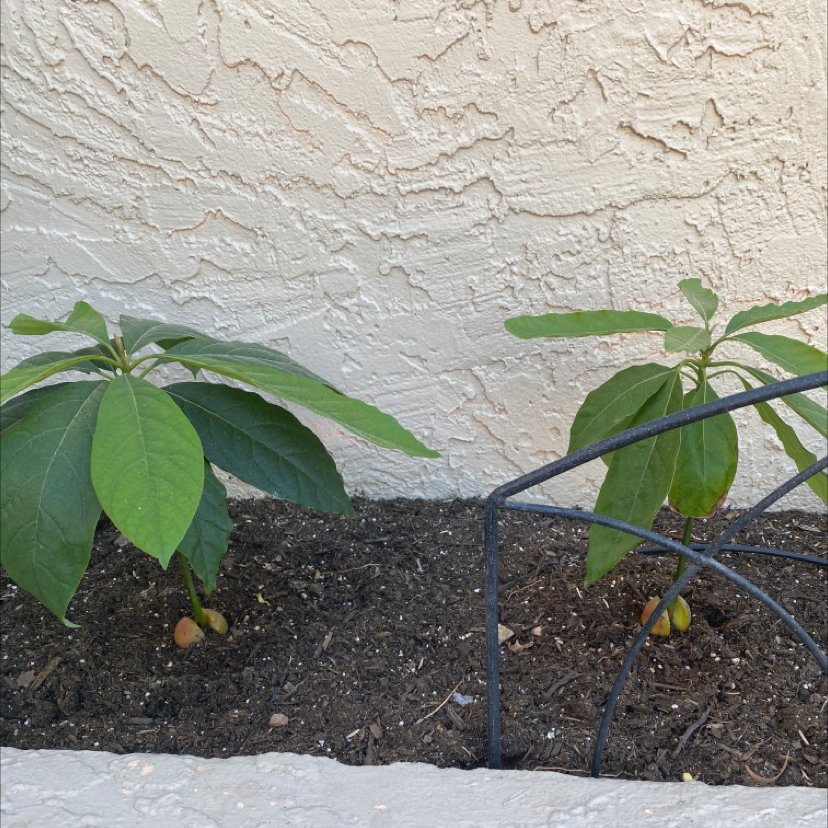 Avocado plant photo by @jennasjungle named timotree chalemet, cardi tree on Greg, the plant care app.