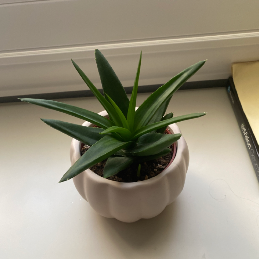 Aloe vera plant photo by @jennasjungle named Brittney Spears on Greg, the plant care app.