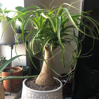 Ponytail Palm plant in Chicago, Illinois