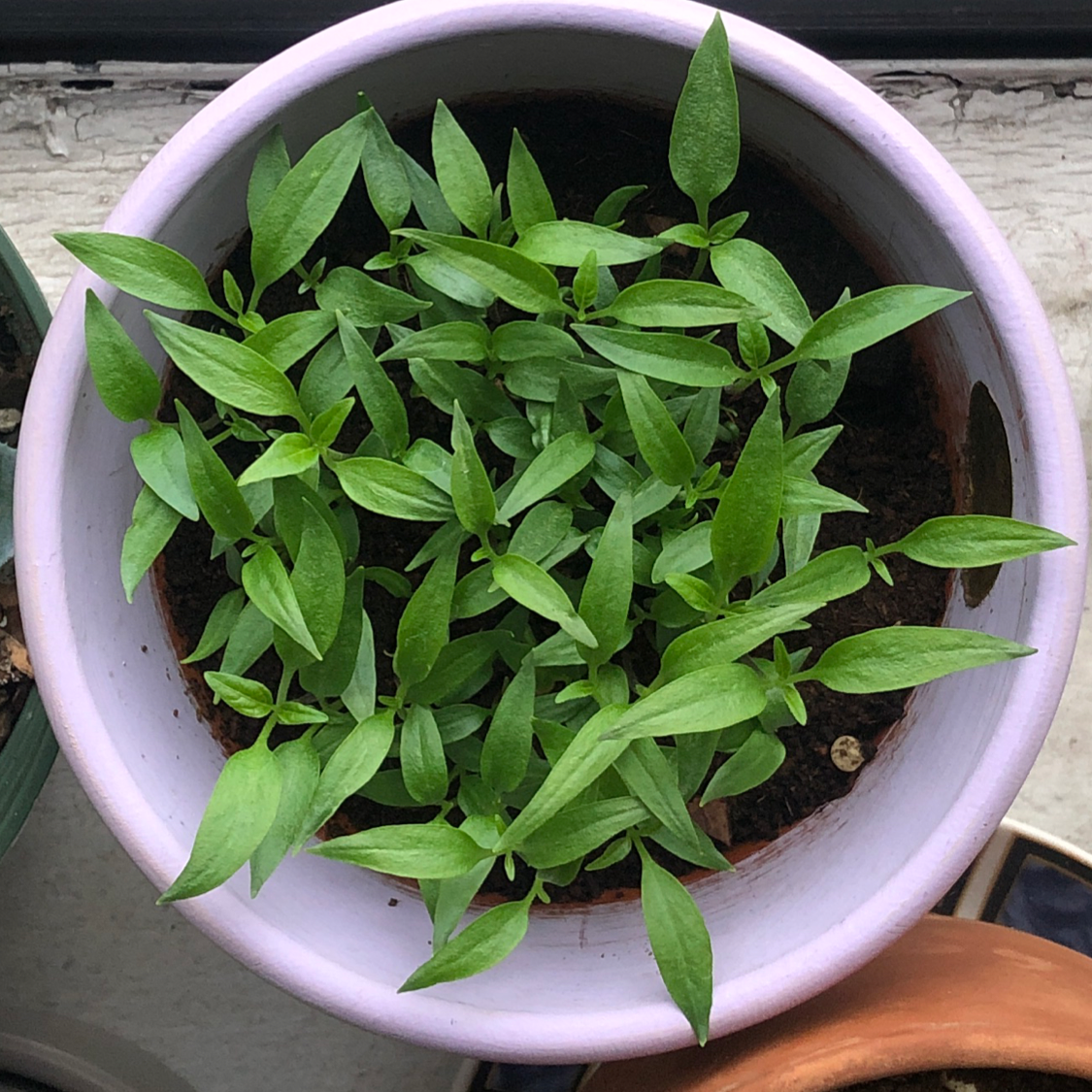 Young Jalapeño Pepper plant in a pot with vibrant green leaves.
