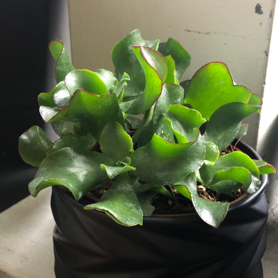 Healthy Ripple Jade plant with vibrant green leaves in a black pot.