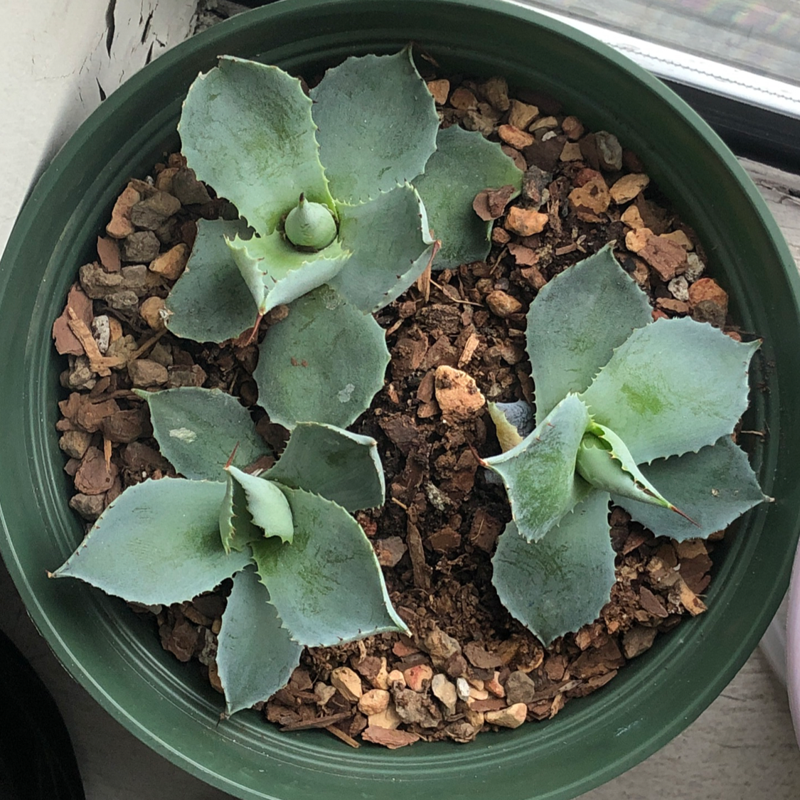 Potted Butterfly Agave plant with three rosettes, healthy leaves, and visible soil.
