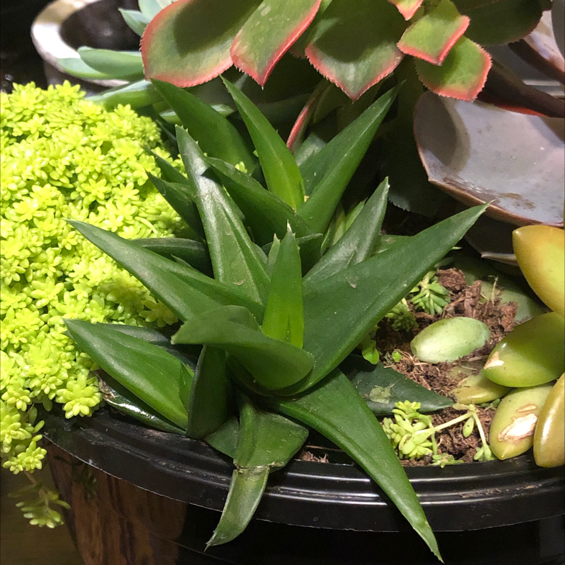 Photo of the plant species Haworthia angustifolia 'Baylissii' by @fenix_xtina named Verde on Greg, the plant care app