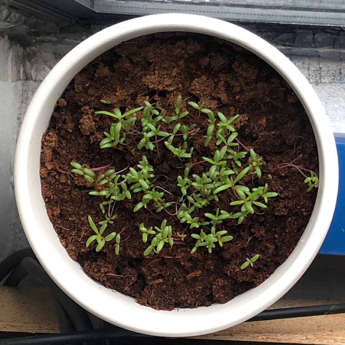 Healthy moss rose purslane plant with many small green leaves growing in a white ceramic pot with dark soil.