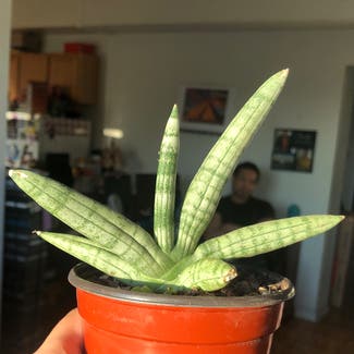 Starfish Snake Plant plant in Chicago, Illinois