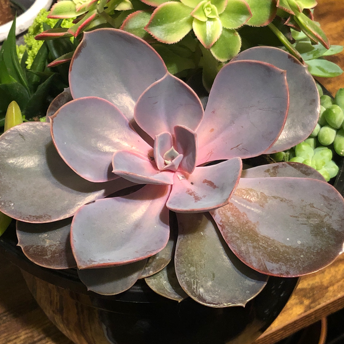 Photo of the plant species Giant Hens and Chicks by @fenix_xtina named Aurora on Greg, the plant care app