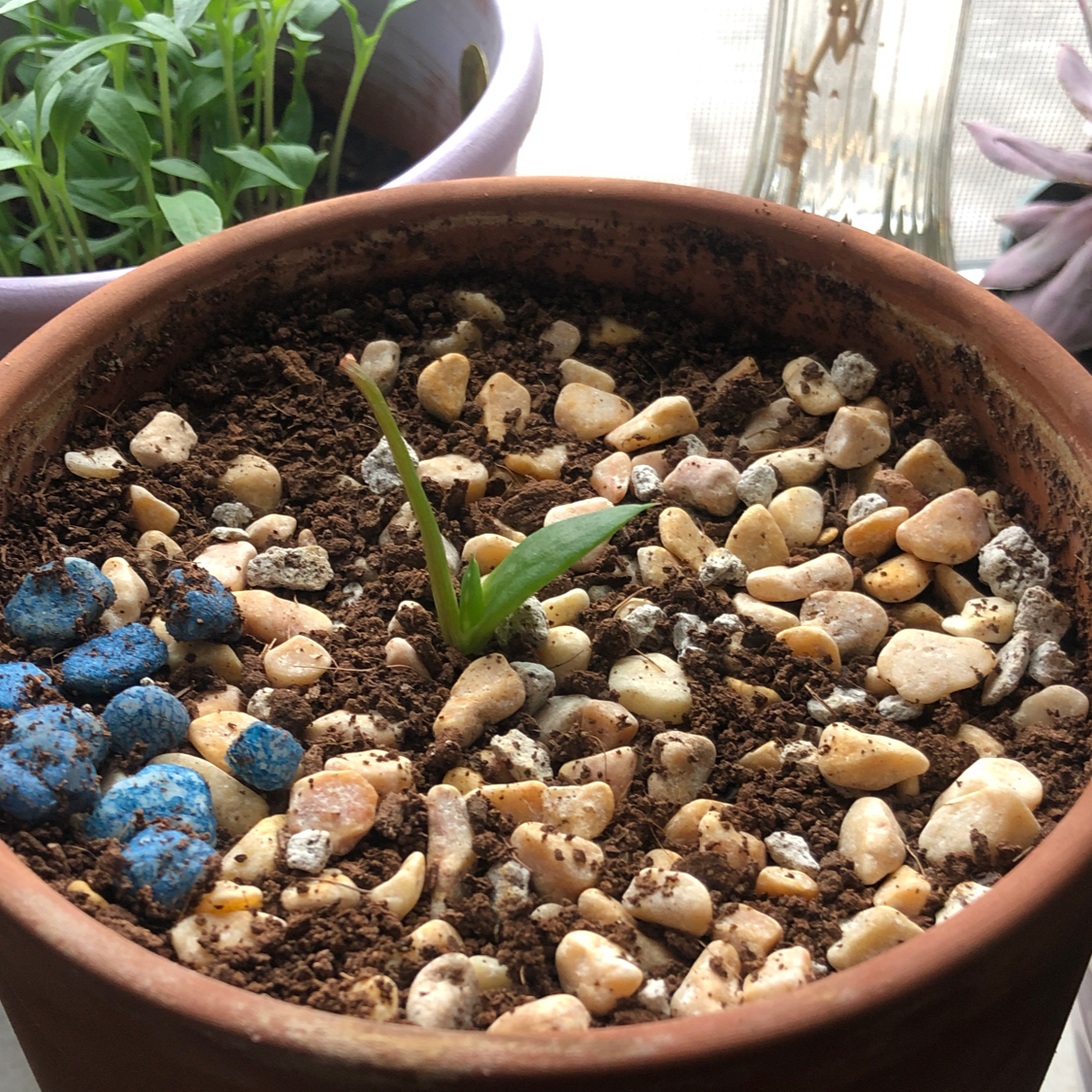 Aloe vera plant photo by @fenix_xtina named Alo-Baby on Greg, the plant care app.