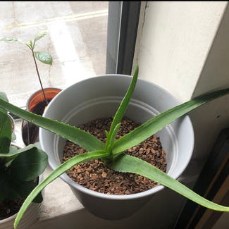 Aloe vera plant in Chicago, Illinois