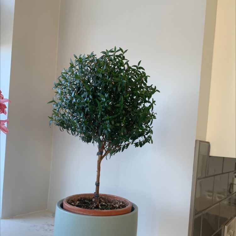 Potted Common Myrtle plant with dense green foliage, well-framed and in focus.
