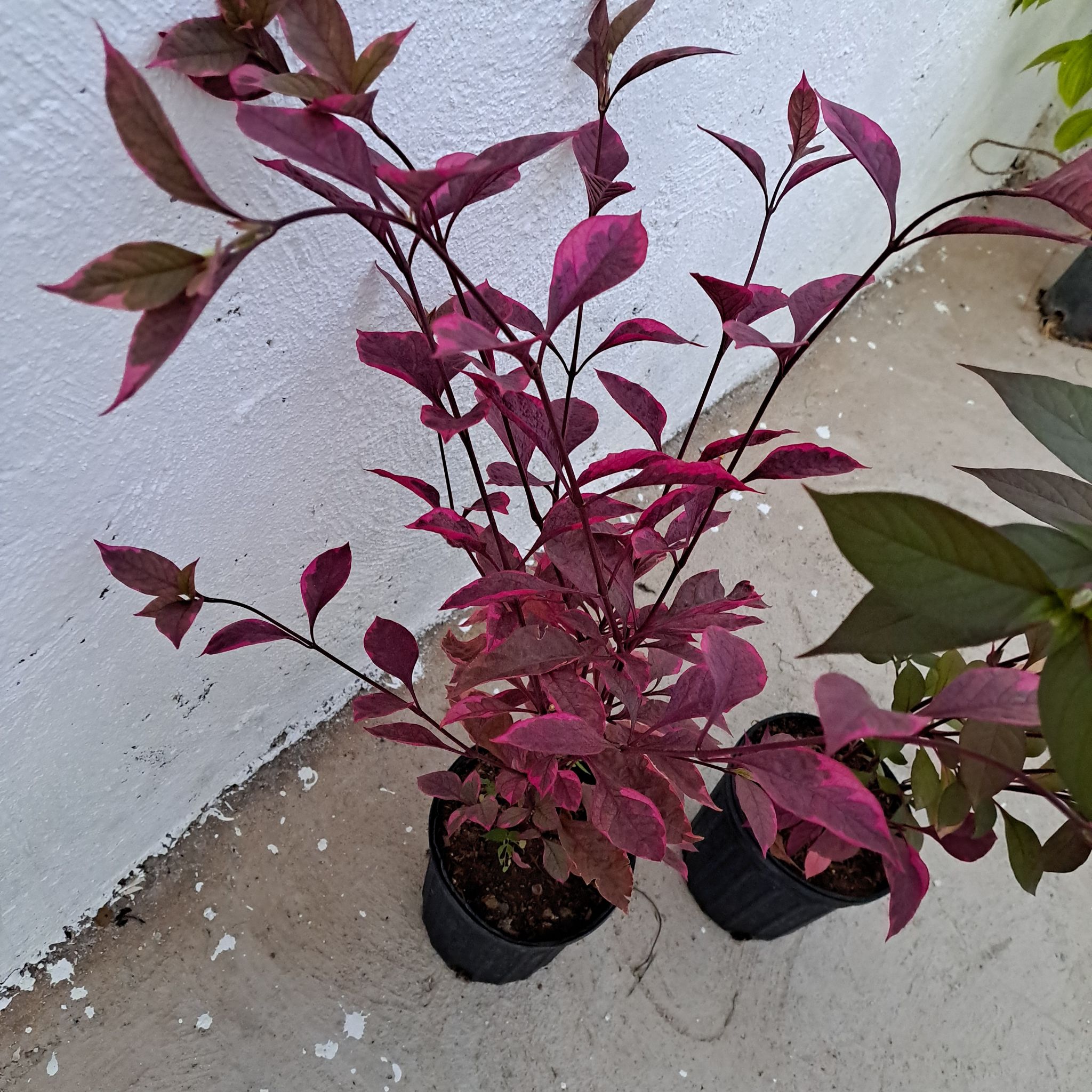 Brazilian Joyweed plant with vibrant purple leaves in a pot, well-framed and in focus.