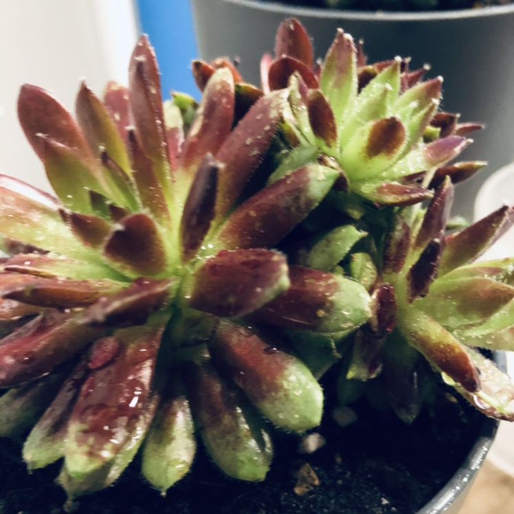 Photo of the plant species Sempervivum 'Neptune' by Michelle named Holly on Greg, the plant care app