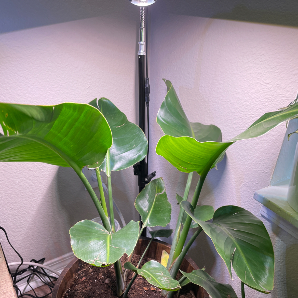 Healthy White Bird of Paradise plant with large green paddle-shaped leaves emerging from a central stalk, potted in visible soil.