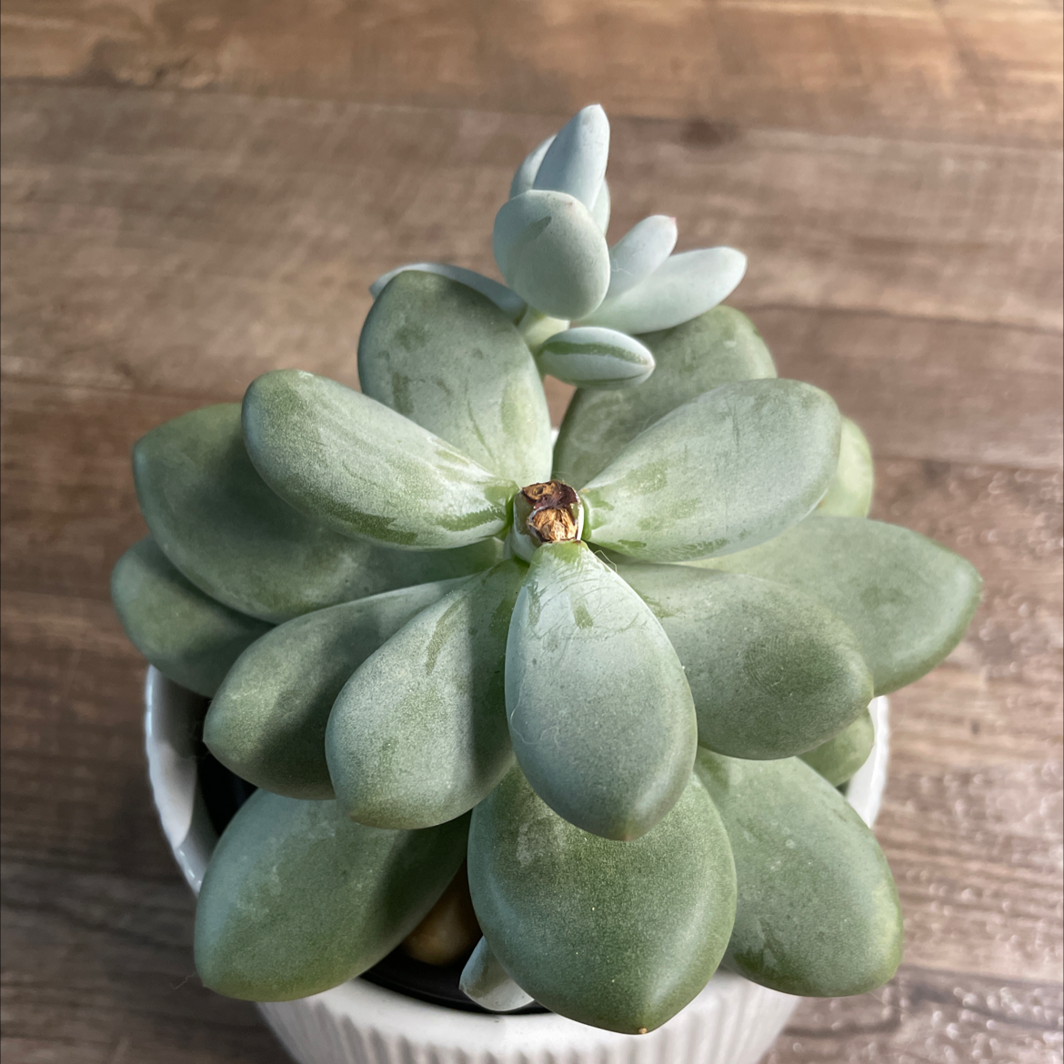 Moonstone plant photo by @anakit237 named Nearly Headless Nick on Greg, the plant care app.