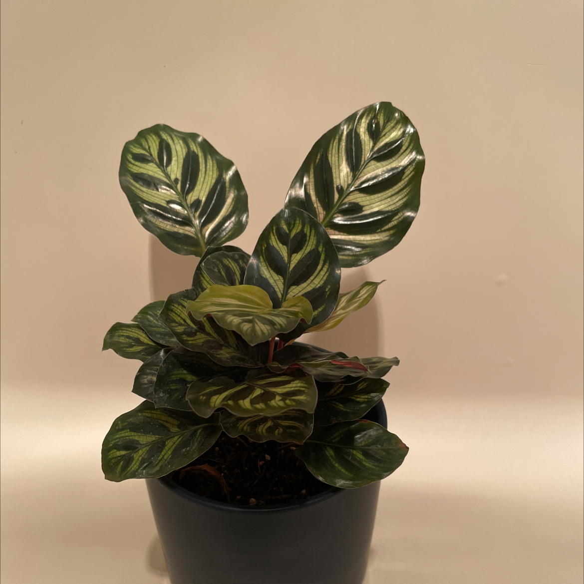 Healthy Calathea roseopicta plant with vibrant green and cream variegated foliage, potted in black nursery pot.