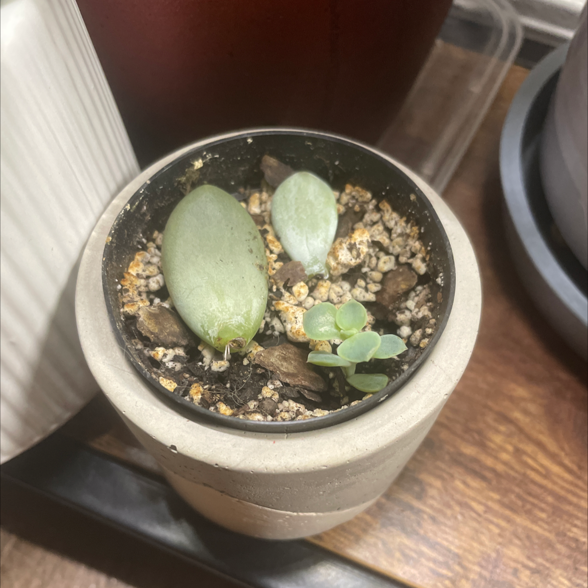 Potted Echeveria Runyonii plant with visible soil, no signs of distress.
