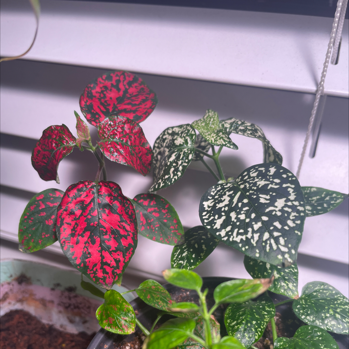 A healthy, vibrant Polka Dot Plant with striking pink and green mottled foliage, growing in soil indoors.