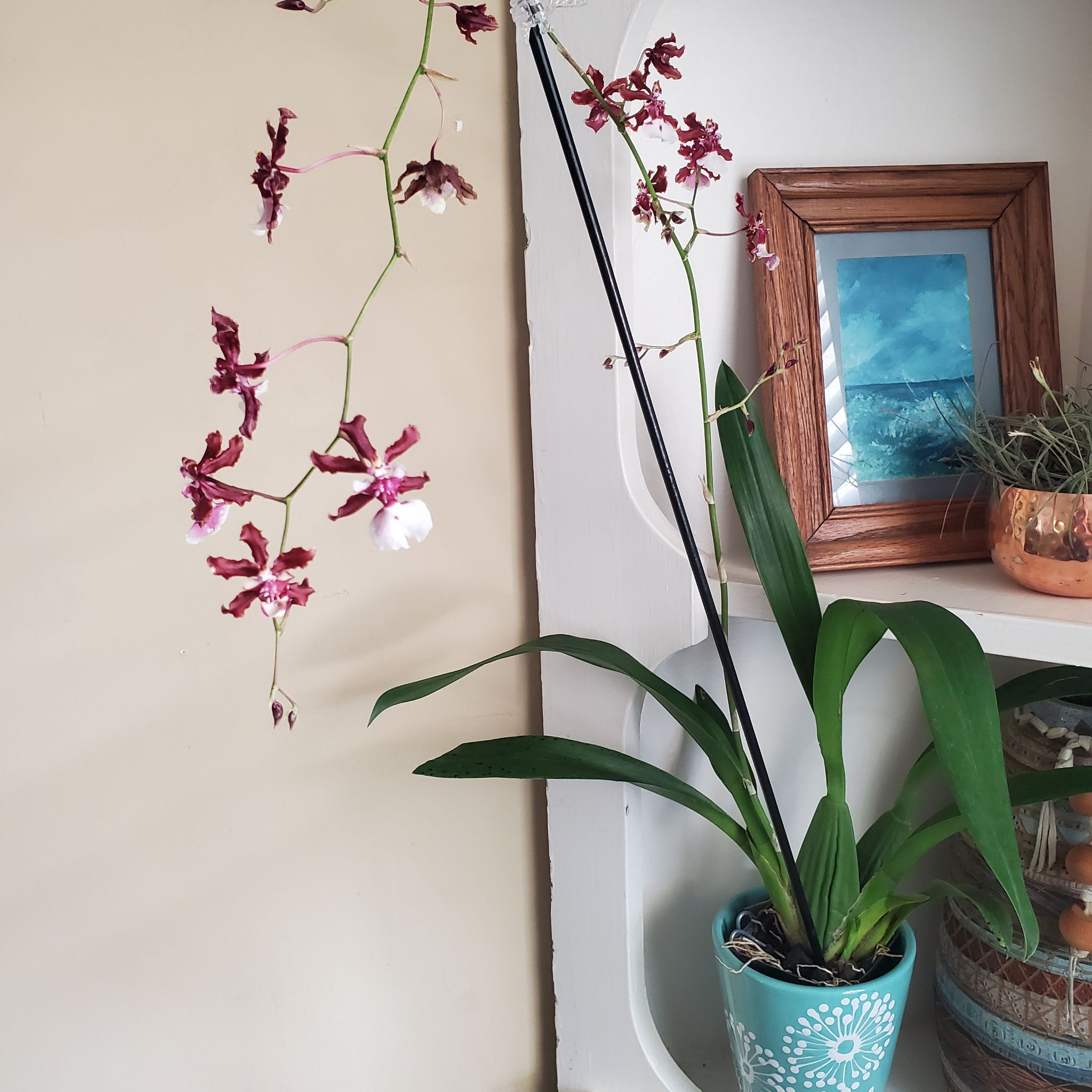 Oncidium sharry baby 'Sweet Fragrance' orchid in a decorative pot with blooming flowers.